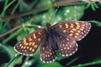 Melitaea diamina