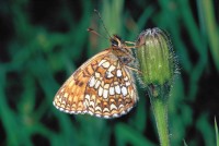 Melitaea diamina