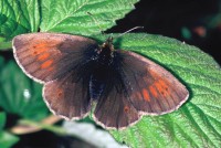 Erebia manto