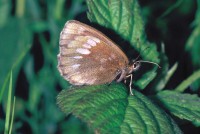 Erebia manto