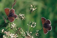 Lycaena tityrus ssp. subalpina