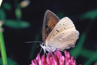 Lycaena hippothoe ssp. eurydame