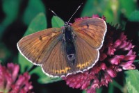 Lycaena hippothoe ssp. eurydame