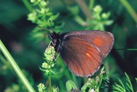 Erebia pharte