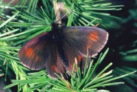 Erebia pharte