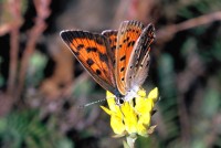 Lycaena alciphron ssp. gordius