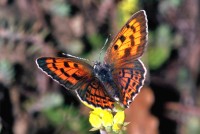 Lycaena alciphron ssp. gordius