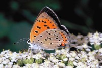 Lycaena alciphron ssp. gordius