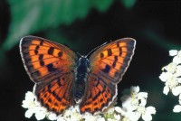 Lycaena alciphron ssp. gordius