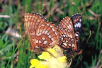 Euphydryas cynthia