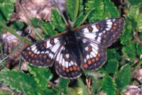 Euphydryas cynthia