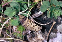 Euphydryas cynthia