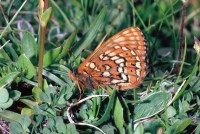 Euphydryas cynthia