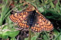 Euphydryas cynthia