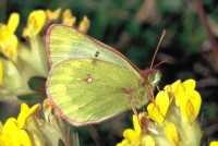 Colias phicomone