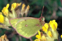 Colias phicomone