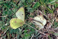 Colias phicomone