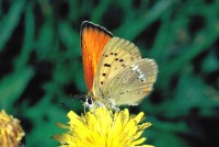 Lycaena virgaureae