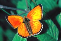 Lycaena virgaureae