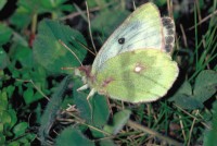 Colias phicomone