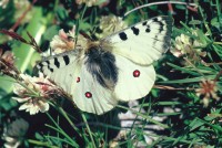 Parnassius phoebus