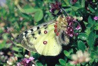 Parnassius phoebus