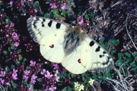 Parnassius phoebus