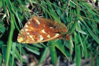 Boloria napaea