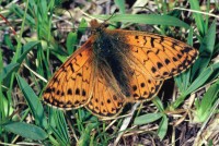 Boloria napaea