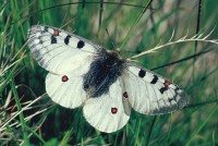 Parnassius phoebus