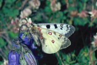 Parnassius phoebus