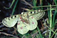 Parnassius phoebus