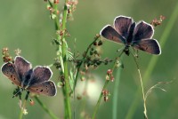 Lycaena tityrus ssp. subalpina