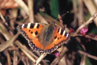 Aglais urticae