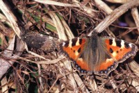 Aglais urticae