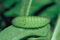 Lycaena hippothoe