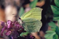 Gonepteryx rhamni