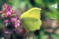 Gonepteryx rhamni