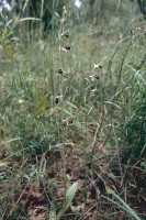 Ophrys oestrifera subsp. phrygia