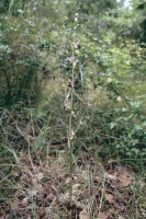 Ophrys oestrifera subsp. phrygia