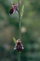 Ophrys oestrifera subsp. phrygia