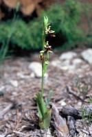 Ophrys isaura