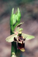 Ophrys isaura