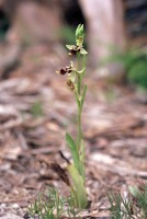 Ophrys isaura