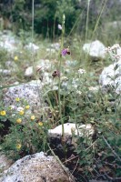 Ophrys oestrifera subsp. phrygia