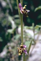 Ophrys oestrifera subsp. phrygia