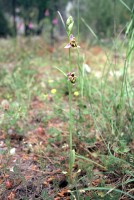 Ophrys oestrifera subsp. phrygia