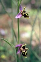 Ophrys oestrifera subsp. phrygia