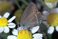 Satyrium spini