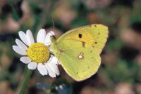 Colias croceus